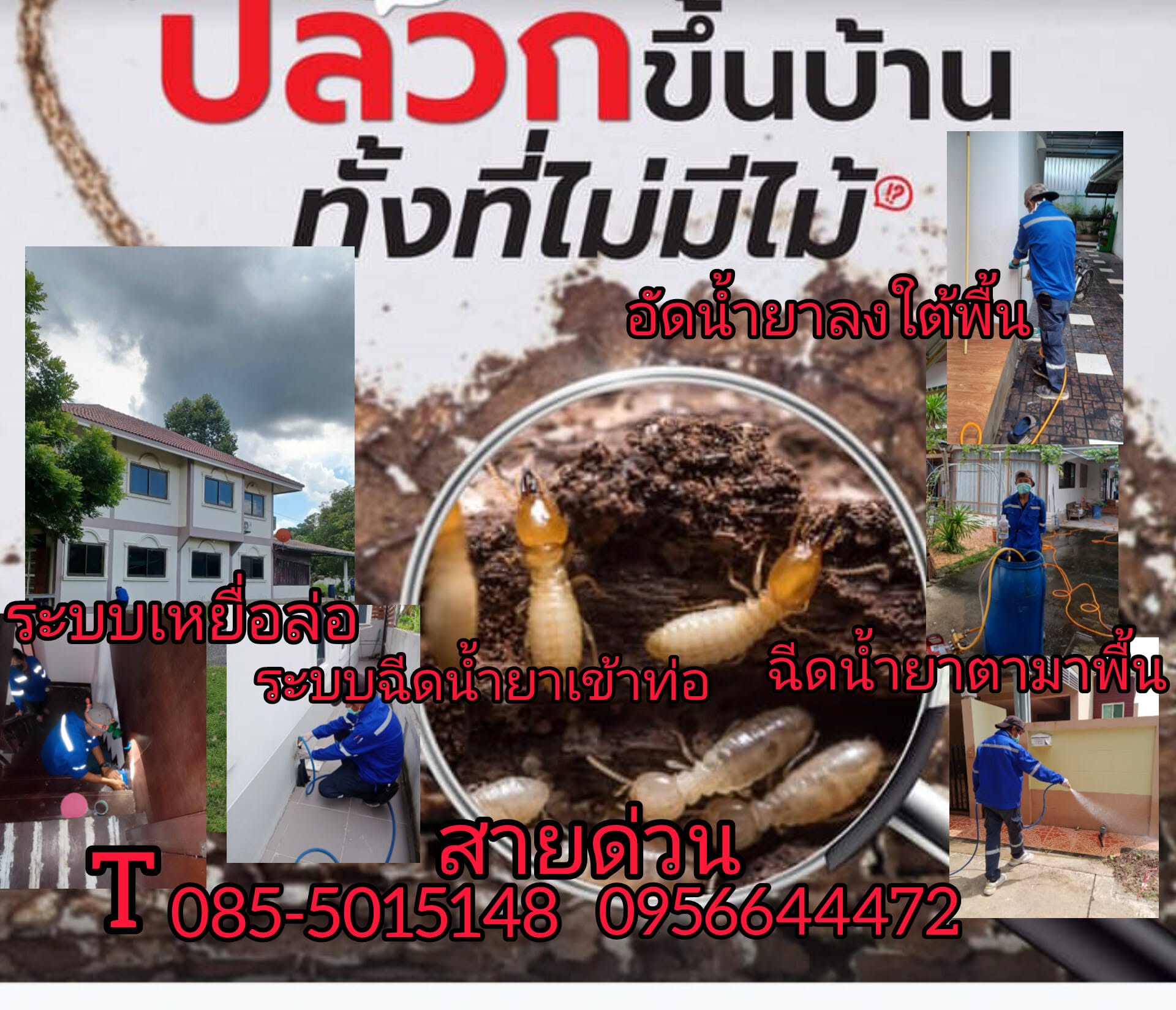 ปลวกขึ้นบ้านยังไงทั้งที่ไม่มีไม้? เจาะลึกความจริงที่เจ้าของบ้านต้องรู้