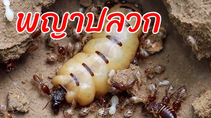 ปลวกเป็นแมลงสังคมชั้นสูง: ทำไมคุณถึงต้องการผู้เชี่ยวชาญเพื่อกำจัดปลวก